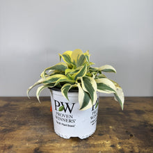 Load image into Gallery viewer, Hosta Shadowland Autumn Frost