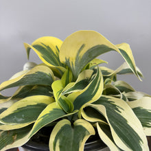 Load image into Gallery viewer, Hosta Shadowland Autumn Frost