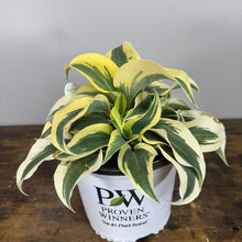 Load image into Gallery viewer, Hosta Shadowland Autumn Frost
