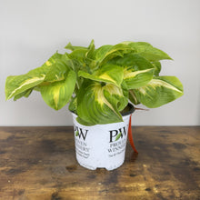 Load image into Gallery viewer, Hosta Shadowland Etched Glass perennial plant with variegated green and yellow leaves in white nursery pot