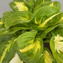 Load image into Gallery viewer, Hosta Shadowland Etched Glass showing variegated green and yellow heart-shaped leaves with prominent veining