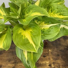 Load image into Gallery viewer, Hosta Shadowland Etched Glass perennial plant with variegated green and yellow heart-shaped leaves