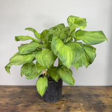 Load image into Gallery viewer, Hosta Guacamole