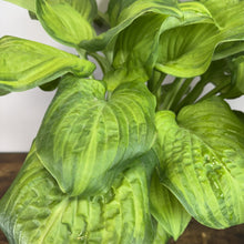 Load image into Gallery viewer, Hosta Guacamole
