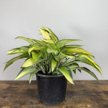 Load image into Gallery viewer, Hosta June