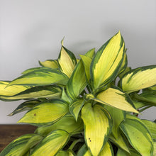 Load image into Gallery viewer, Hosta June