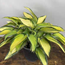 Load image into Gallery viewer, Hosta June