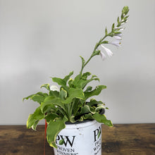 Load image into Gallery viewer, Hosta Shadowland Wheee! perennial plant with green variegated leaves and white flower spike in nursery pot