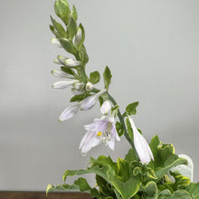 Load image into Gallery viewer, Hosta Shadowland Wheee perennial plant with tall white flower spike and variegated green leaves