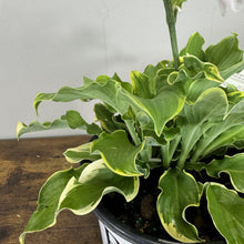 Load image into Gallery viewer, Hosta Shadowland Wheee! perennial plant with green leaves and bright yellow-cream variegated edges in black pot