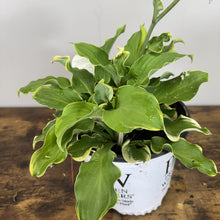Load image into Gallery viewer, Hosta Shadowland Wheee perennial plant with variegated green and yellow leaves in white pot