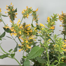 Load image into Gallery viewer, Hummingbird Mint Kudos Gold perennial plant with bright yellow tubular flowers and green foliage