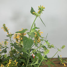 Load image into Gallery viewer, Hummingbird Mint Kudos Gold perennial plant with yellow tubular flowers and green foliage