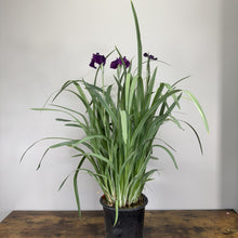 Load image into Gallery viewer, Japanese variegated iris plant in black pot with purple flowers and green striped foliage