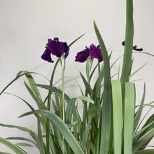 Load image into Gallery viewer, Japanese Iris plant with deep purple blooms and long green sword-like leaves