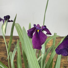 Load image into Gallery viewer, Purple Japanese Iris flowers with yellow centers and sword-like green foliage in wooden planter