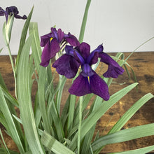 Load image into Gallery viewer, Purple Japanese iris flowers blooming with green sword-like foliage on wooden surface