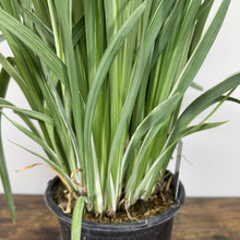 Load image into Gallery viewer, Variegated Japanese Iris plant in black pot showing green and cream striped foliage