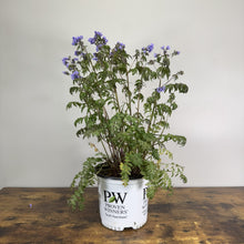 Load image into Gallery viewer, Jacob's Ladder Heaven Scent perennial plant with purple flowers in white Proven Winners container