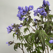 Load image into Gallery viewer, Jacob's Ladder Heaven Scent perennial plant with purple bell-shaped flowers and green foliage