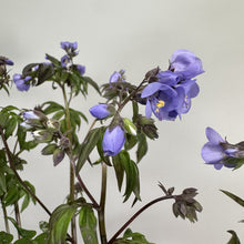 Load image into Gallery viewer, Jacob's Ladder Heaven Scent perennial plant with purple bell-shaped flowers and green foliage