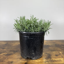 Load image into Gallery viewer, Lavender Hidcote Blue plant in black nursery pot with narrow silvery-green foliage