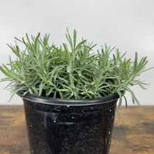 Load image into Gallery viewer, Potted Lavender Hidcote Blue plant with narrow silvery-green foliage in black nursery container