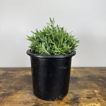 Load image into Gallery viewer, Lavender Munstead perennial plant with silvery-green foliage in black nursery pot