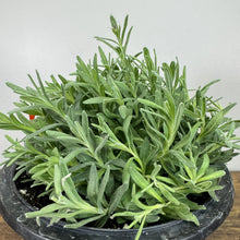 Load image into Gallery viewer, Lavender Munstead perennial plant with dense silvery-green foliage in black nursery pot