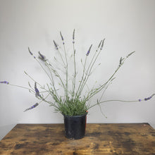 Load image into Gallery viewer, Lavender Phenomenal