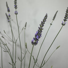 Load image into Gallery viewer, Lavender Phenomenal