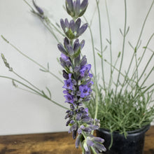 Load image into Gallery viewer, Lavender Phenomenal
