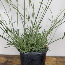 Load image into Gallery viewer, Lavender Phenomenal