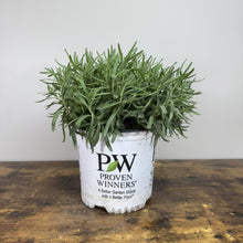 Load image into Gallery viewer, Lavender Sweet Romance perennial plant in white Proven Winners nursery pot on wooden surface