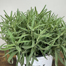Load image into Gallery viewer, Lavender Sweet Romance perennial plant in white pot with silvery-green foliage