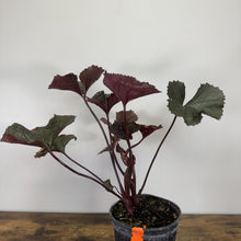 Load image into Gallery viewer, Ligularia Britt-Marie Crawford