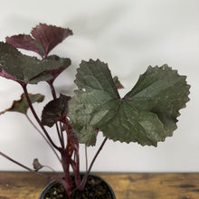 Load image into Gallery viewer, Ligularia Britt-Marie Crawford