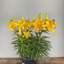 Load image into Gallery viewer, Bright yellow lily plant with multiple blooms in black nursery pot