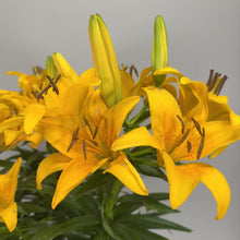 Load image into Gallery viewer, Bright yellow lily flowers with dark speckles and prominent stamens in full bloom
