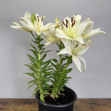 Load image into Gallery viewer, White lily plant with multiple blooms and green foliage in black nursery pot