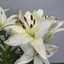 Load image into Gallery viewer, White lily flowers with brown anthers blooming on green stems against gray background