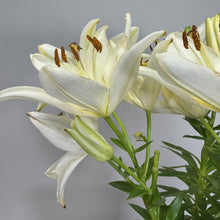 Load image into Gallery viewer, White lily flowers with brown anthers blooming on green stems with narrow leaves