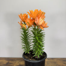 Load image into Gallery viewer, Orange lily flowers blooming on compact plant with dense green foliage in black pot