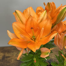 Load image into Gallery viewer, Orange lily flowers with dark stamens and green buds in full bloom