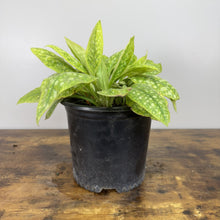 Load image into Gallery viewer, Lungwort Dark Vader