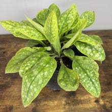 Load image into Gallery viewer, Lungwort Dark Vader