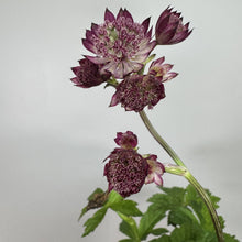 Load image into Gallery viewer, Masterwort Star of Beauty