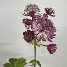 Load image into Gallery viewer, Masterwort Star of Beauty