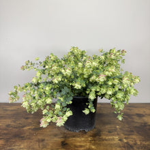 Load image into Gallery viewer, Oregano Kent Beauty perennial plant in black nursery pot with trailing green and pink bracts