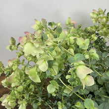 Load image into Gallery viewer, Oregano Kent Beauty perennial plant with pale green and pink-tinged ornamental bracts